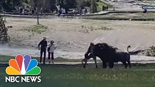 Bison Gores Yellowstone National Park Visitor [upl. by Ellenaj]