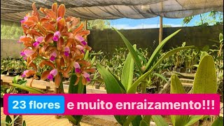 SUPER FLORAÇÃO DE CATTLEYA GUTTATA NO ORQUIDÁRIO [upl. by Icnarf528]