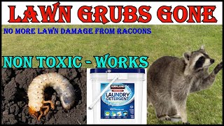 No More Lawn Grubs  No More Raccoons Digging Up My Lawn [upl. by Erreit]