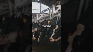 Mucche 🐄 CuriositàAnimali Musica ProduzioneLatte Natura Curiosità animalidomestici [upl. by Puklich]