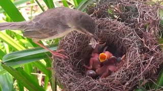 Both barwinged prinia birds try to get babies to eat butterflies [upl. by Ydwor]