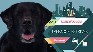 Labrador retriiver  PetCity 100 koeratõugu [upl. by Anirok445]