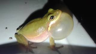 When a frog croaks literally Rubys Zoo [upl. by Gonick]