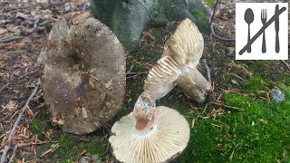 Gołąbek czarniawy Russula nigricans Sowina [upl. by Nailluj]