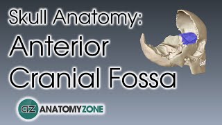 Anterior Cranial Fossa  Skull Anatomy [upl. by Leanatan55]