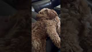 Watch This Mini Goldendoodle Get Cozy [upl. by Rebmyt]