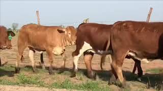 JampJ Cattle CoBeefmaster and Beefmaster Cross Heifers [upl. by Rehpitsirhc113]