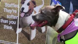 Staffies Theyre softer than you think at Batterseas Old Windsor Fun Day [upl. by Eatnom]