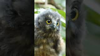 Morepork Ninox novaeseelandiae birds birdwatching owl owlphotography [upl. by Atal]