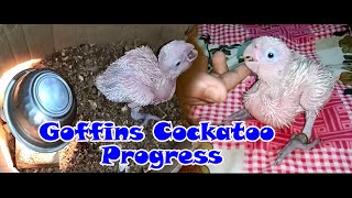 Goffins Cockatoo amp Turquoisine Parakeet Progress with Sir Subrata Chakraborty birds farm part2 [upl. by Mutua]