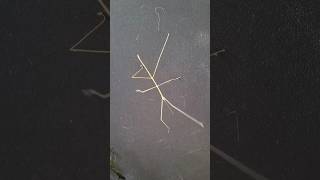 Stick Insect Camouflage in Action Phasmatodeanature insects [upl. by Rives]