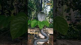 The House of Snake God 🙏  Kerala  shorts serpent temple kerala naga hindutemple ambalam [upl. by Stricklan]