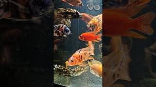 quotThe Aulonocara Aquariumshorts aquarium aulonocara fish shortsfeed youtubeshorts india vlog [upl. by Tai]