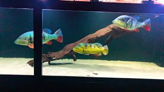 Temensis 600cm aquarium update [upl. by Hwang]