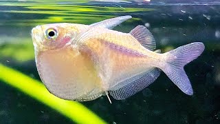 Freshwater Community Tank🐟🐠Relaxing Water Sounds [upl. by Onil]