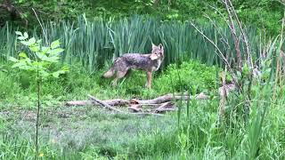 Coyote sighting Cedarvale Park Toronto [upl. by Ahsekahs]