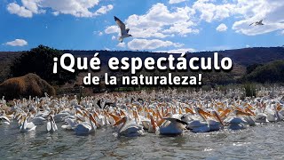 ¡Qué espectáculo de la naturaleza [upl. by Hbaruas]