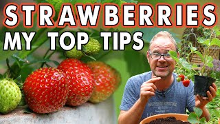 Growing Strawberries in Containers 🍓 [upl. by Josie]