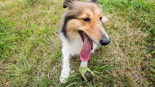 Are Shetland Sheepdogs Good at Playing Fetch [upl. by Gower533]