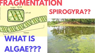 Fragmentation in Spirogyra  Fragmentation in ponds  Fragmentation class 7th  DARSHAN CLASSES [upl. by Allerbag]