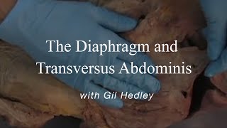 Dissection of diaphragm and transversus abdominis Learn Integral Anatomy with Gil Hedley [upl. by Nuawaj]