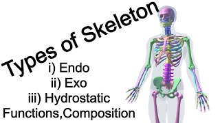 Types of Skeleton [upl. by Swor931]