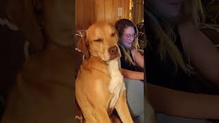 Hilariously Tired Dog Tries Not To Fall Asleep [upl. by Northey]