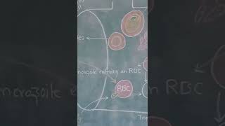 Plasmodium vivax life cycle in ManDiagram [upl. by Royd]