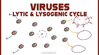 Lytic and Lysogenic Cycles of Virus Replication [upl. by Yerak61]