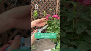 Pruning your rose bushes🍀namrose garden greenrose [upl. by Costa]