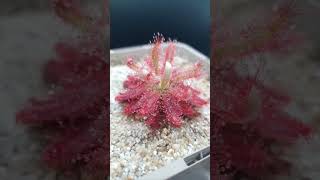 drosera graomogolensis [upl. by Iah533]