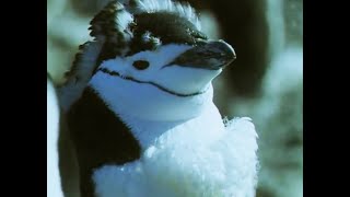 Penguin Colony Shed Feathers All at Once  Life in the Freezer  BBC Earth [upl. by Reynard78]