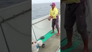 handline fishing using prawn bait fishing ofwlife [upl. by Alroi]