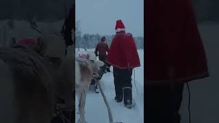 Reindeer Sleigh Ride in Lapland Finland shorts lapland reindeer levi [upl. by Curzon36]