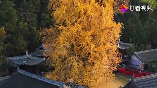 The color of life  1400 years old ginkgo tree in China [upl. by Folger61]