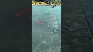 Kenai River Fishing alaska shorts [upl. by Zwiebel]