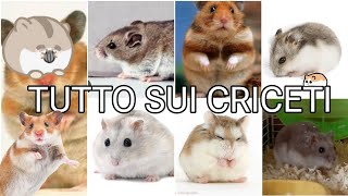 TUTTO SUI CRICETIGUIDA GENERALE SUI CRICETI 🐹 [upl. by Joanne389]