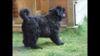 Bouvier des Flandres First 6 months of Dutch Bouvier pup Donna [upl. by Petrina]