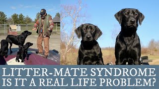 Labrador Retriever Training  An Overview of Littermate Syndrome [upl. by Greenlee396]