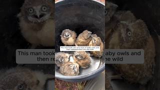 This man took care of a nest of baby owls and then animalshorts shortvideo owl [upl. by Ynar]