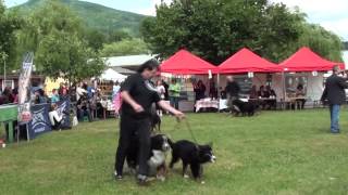 Klubová výstava KŠSP  Club Dog Show KŠSP 02062012 [upl. by Montagna]