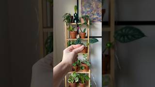 How to get Christmas vibe best winter plant lifehack ever🪴🌟 ikea plants plantcare christmas [upl. by Schriever952]