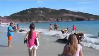 Helping a Beached Dolphin Pod Faith In Humanity Restored [upl. by Yahsel]