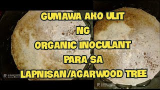 Gumawa Ako Ulit Ng quotOrganic Inoculantquot Para Sa LapnisanAgarwood Tree [upl. by Rima]