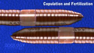 Earthworm copulation and fertilization [upl. by Craggie993]