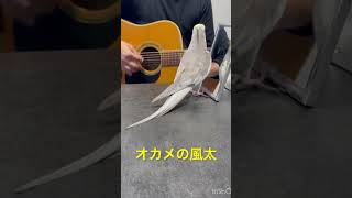 ミッキーマウスマーチを歌いながらドヤ顔をキメる風太くん♪見切れてたので再投稿♪ [upl. by Ingelbert]