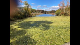 Eutrophication  algae and plant overgrowth from excess plant nutrients can lead to depleted oxygen [upl. by Carlota]