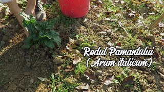 Rodul Pamantului Arum italicum RoxanaAlina [upl. by Ranite227]