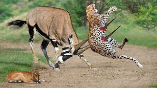 Gemsbok Knock Down Herd Cheetah With Their Horns To Rescue His Baby  Cheetah vs Gemsbok Wildebeest [upl. by Merp97]