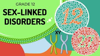 Sex linked Genetic diagrams [upl. by Herculie]